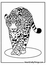 Leopards Reached Oldest Iheartcraftythings sketch template