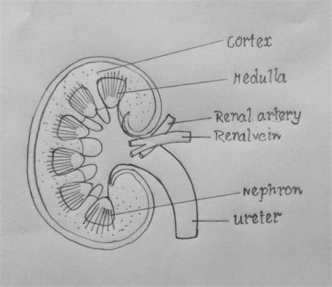 pin  biology diagrams