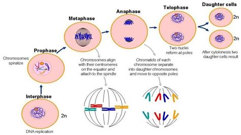 asfencyclebloggse prophase diagram