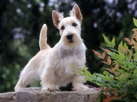 west highland white terrier wallpapers  images wallpapers