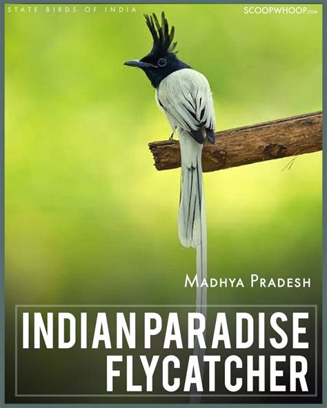did you know that your state has an official bird here s a list of all the state birds of india