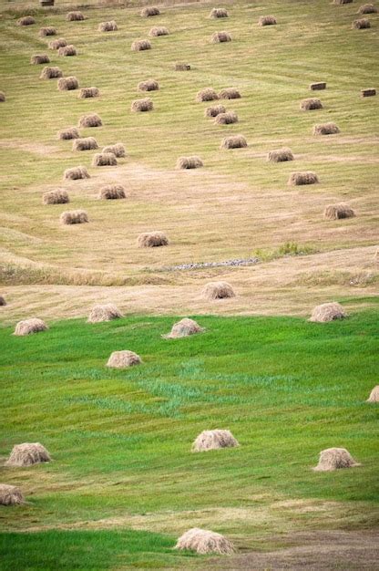 premium photo bale  hay