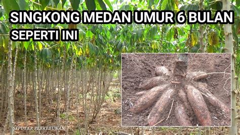 Review Singkong Umur 6 Bulan Kebun Singkong Medan Youtube