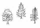 Coloring Trees Large sketch template