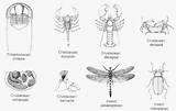 Arthropod Arthropods Worksheet Coloring Exoskeleton Quizlet Kids sketch template