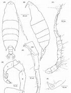 Afbeeldingsresultaten voor "labidocera Acutifrons". Grootte: 140 x 185. Bron: www.researchgate.net