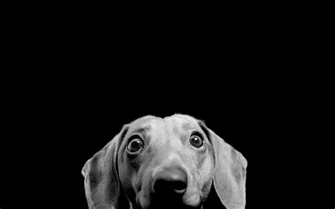 cute peeking dog hd desktop wallpaper widescreen high definition