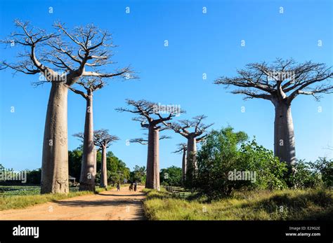 allee der baobabs madagaskar stockfotografie alamy