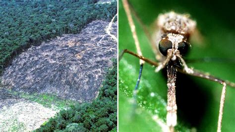 freiland experiment abholzung der regenwaelder erhoeht malaria risiko welt