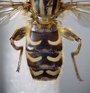 Afbeeldingsresultaten voor "euphilomedes Interpuncta". Grootte: 180 x 185. Bron: www.flickr.com