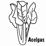 Acelgas Acelga sketch template