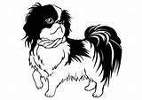 Tzu Shih Hund Ausdrucken Abbildung Herunterladen Ausmalbilder sketch template