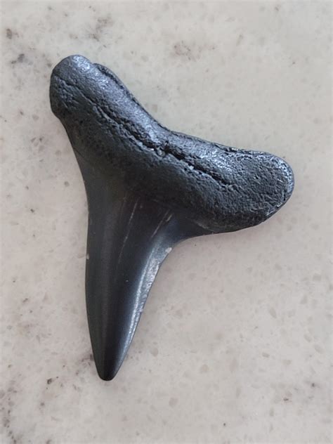 black shark tooth     rsharks
