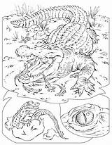 Coloring Pages Habitat Animal Color Getcolorings Printable Habitats sketch template