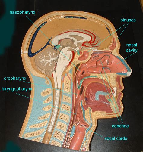 oral cavity anatomy model wwwpixsharkcom images galleries   bite