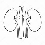 Kidney Clipart sketch template