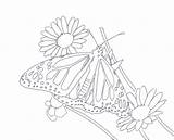 Coloring Pages Monarch Butterfly Butterflies Fractals Queen Coloringhome Below Popular sketch template