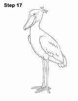 Shoebill Stork sketch template