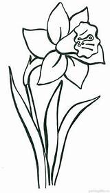 Tulipe Daffodil Narcisos Ausmalen Blumen Jonquilles Printemps épinglé Daffodils Osterglocke Narzisse Malen Malvorlage Narcis Moldes Schritt Fensterbilder Ostern sketch template