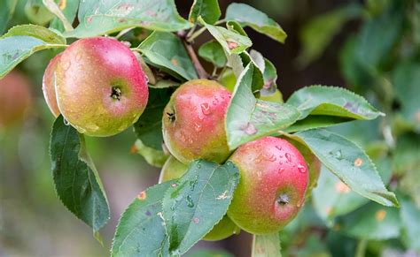 When Should You Prune Apple Trees Metro News