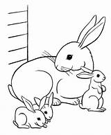 Coloring Pages Bunny Real sketch template