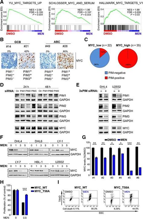 inhibition of pim kinases in dlbcl targets myc transcriptional program