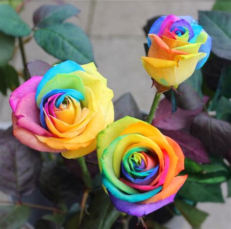 flower homes rainbow roses