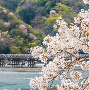 京都 嵐山 桜 開花状況 に対する画像結果.サイズ: 183 x 185。ソース: www.nippon.com