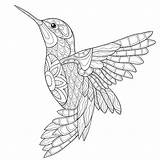 Coloring Pages Hummingbird Adults Simple Mandalas Line Adult Bird Drawing Printable Mandala Humming Book Sketch Print Drawings Colorear Malvorlagen Zum sketch template