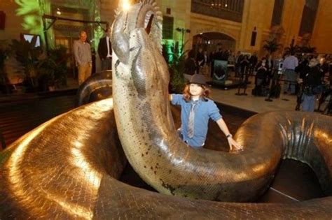 titanoboa  biggest snake   lived hubpages