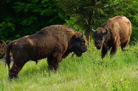 bison   wild  bison release   southern carpathians