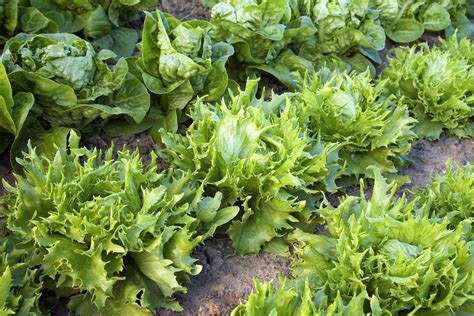 select  grow lettuce