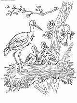 Stork Coloring Family Kids Pages Animals sketch template