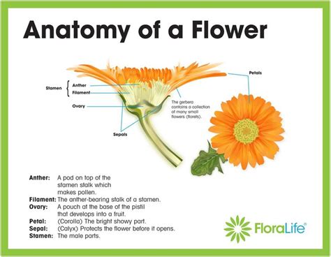 floralife flower biology parts   plant parts   flower diagram   flower