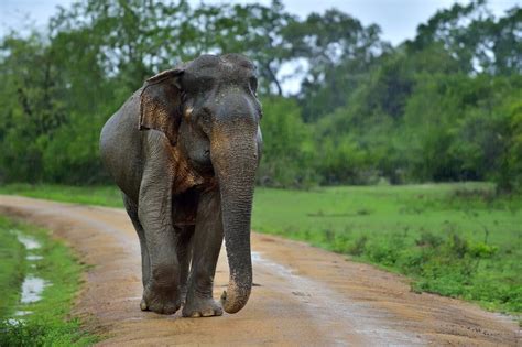How Many Sri Lankan Elephants Are Left