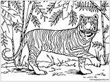 Siberian Tiger Coloring Getcolorings Color sketch template
