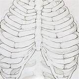 Gabbia Toracica Anatomia Scheletro Ribcage sketch template