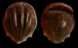 Afbeeldingsresultaten voor "diacria Maculata". Grootte: 161 x 100. Bron: seaslugsofhawaii.com