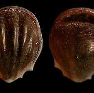 Afbeeldingsresultaten voor "diacria schmidti Occidentalis". Grootte: 187 x 185. Bron: seaslugsofhawaii.com