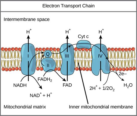 Power Sex Suicide Mitochondria And The Meaning Of Life စာအုပ် အနှစ