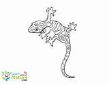 Gecko Coloring Geckos Pages sketch template