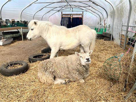 coop academy bebington school farm  twitter  youre passing    bessie friends