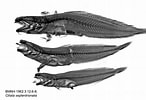 Afbeeldingsresultaten voor "ciliata Septentrionalis". Grootte: 146 x 100. Bron: www.gbif.org