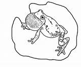 Reptile Treefrog Amphibian sketch template