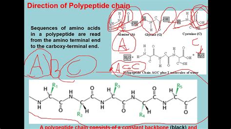 polypeptides  proteins youtube