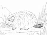 Tailed Chinchilla Coloring Short Long sketch template