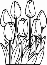 Coloring Pages Flower Tulip Tulips Spring Print Outline Flowers Drawing Rocks Garden Printable Kids Daffodil Sheets Colouring Color Cute Adult sketch template