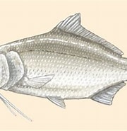 Afbeeldingsresultaten voor "polymixia Nobilis". Grootte: 180 x 184. Bron: animaldiversity.org