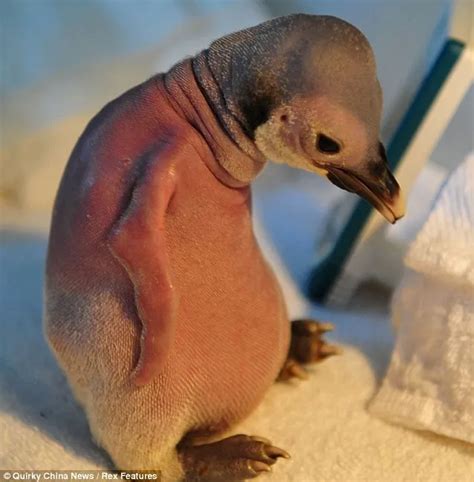bald baby penguin rescued  mary sue