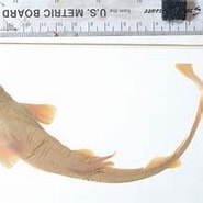 Afbeeldingsresultaten voor "halaelurus Hispidus". Grootte: 185 x 151. Bron: www.marinespecies.org